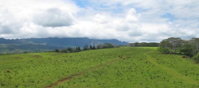 Grass fed beef grazing on a Kauai farm