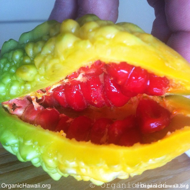 Bitter Melon Seeds Bitter Gourd Karela Organic Hawaii Bitter Melon Seeds Bitter Gourd Karela Organic Hawaii