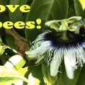 Bumble bee pollinating an organic Hawaii Passion Fruit flower (Lilikoi) on a Maui organic farm