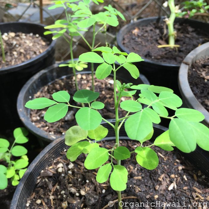Moringa (potted plant) Organic Hawaii