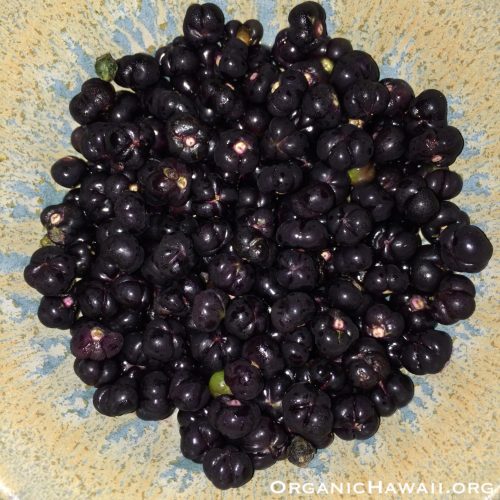 Malabar spinach berries