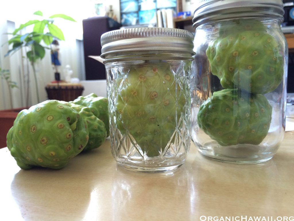 Noni fruit if small mason jars.