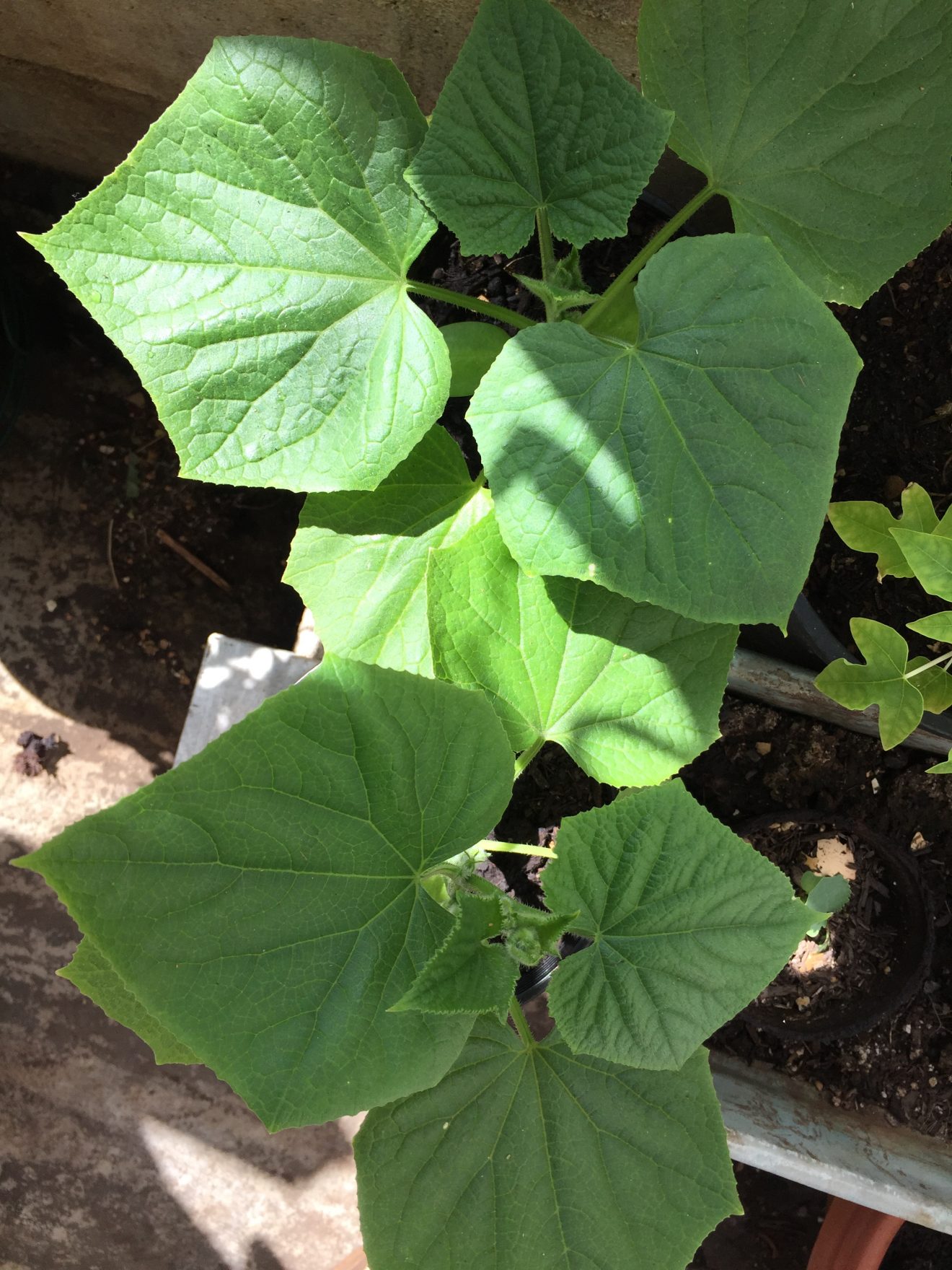 Cucumber plants Burpless Long Japanese (Shio Kyuri) Organic Hawaii