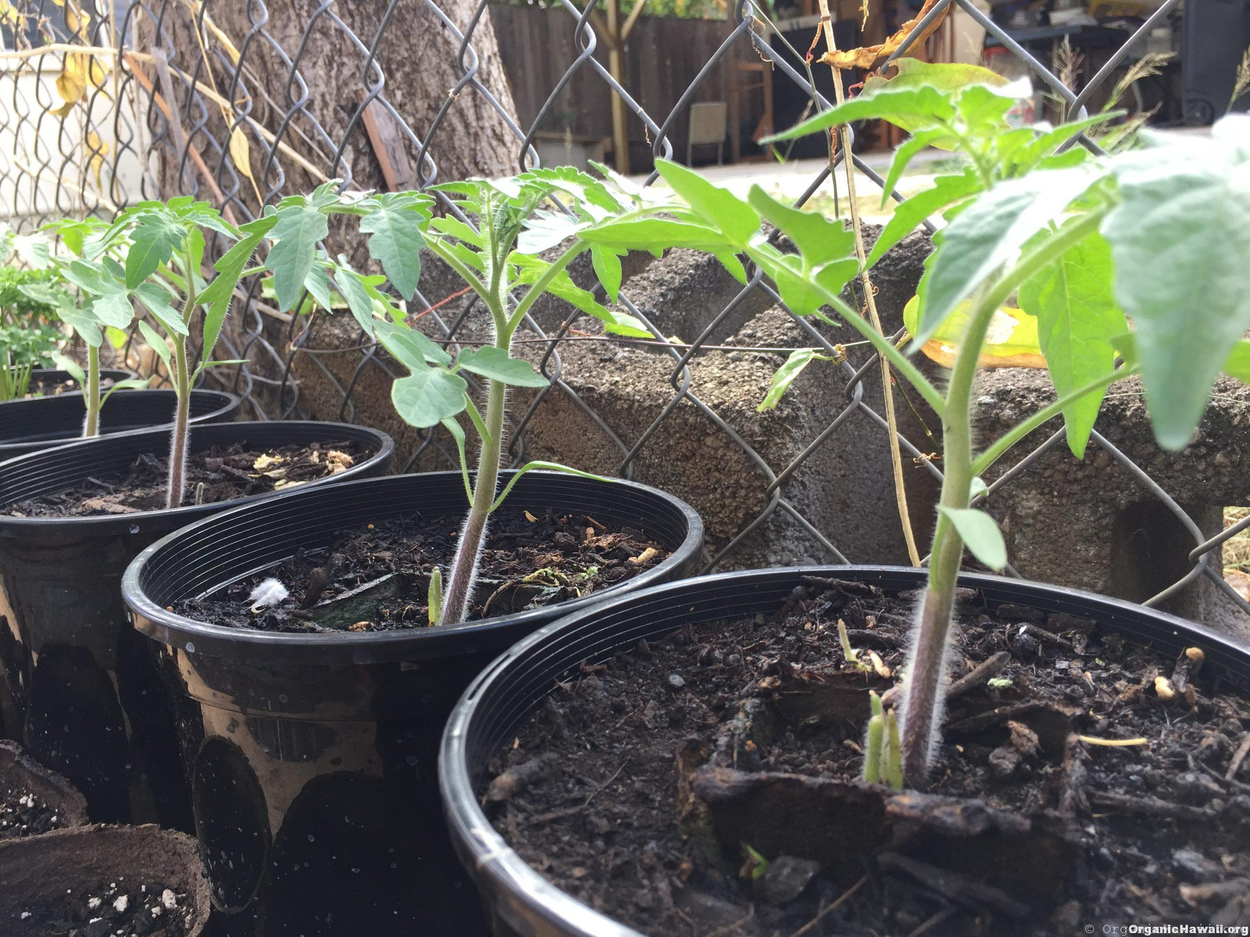 Beefsteak Tomato plants Organic Hawaii
