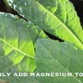 How to Add Magnesium to Garden Plants