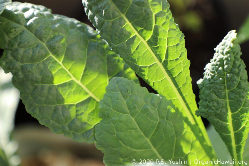 organic Lacinato Kale
