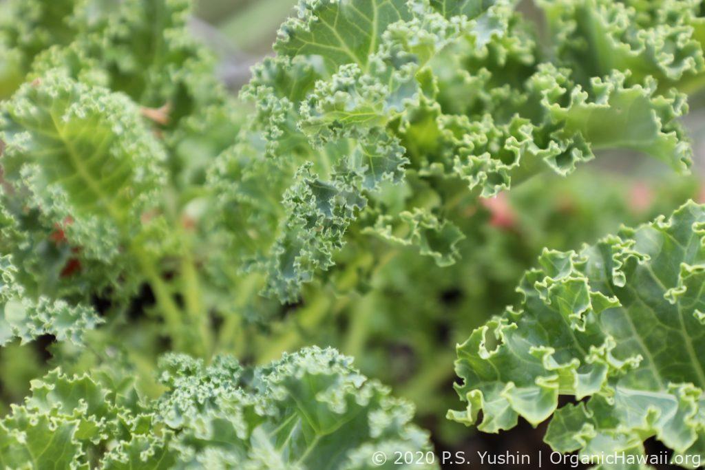 Organic Hawaii grown green Curly Kale