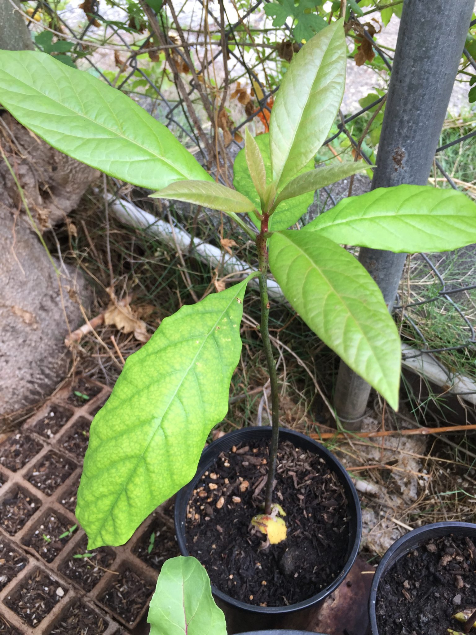 Avocado tree seedling (potted) | Organic Hawaii