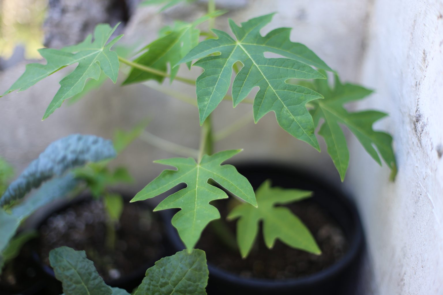 Papaya seeds (NonGMO) Solo "Sunrise" Organic Hawaii