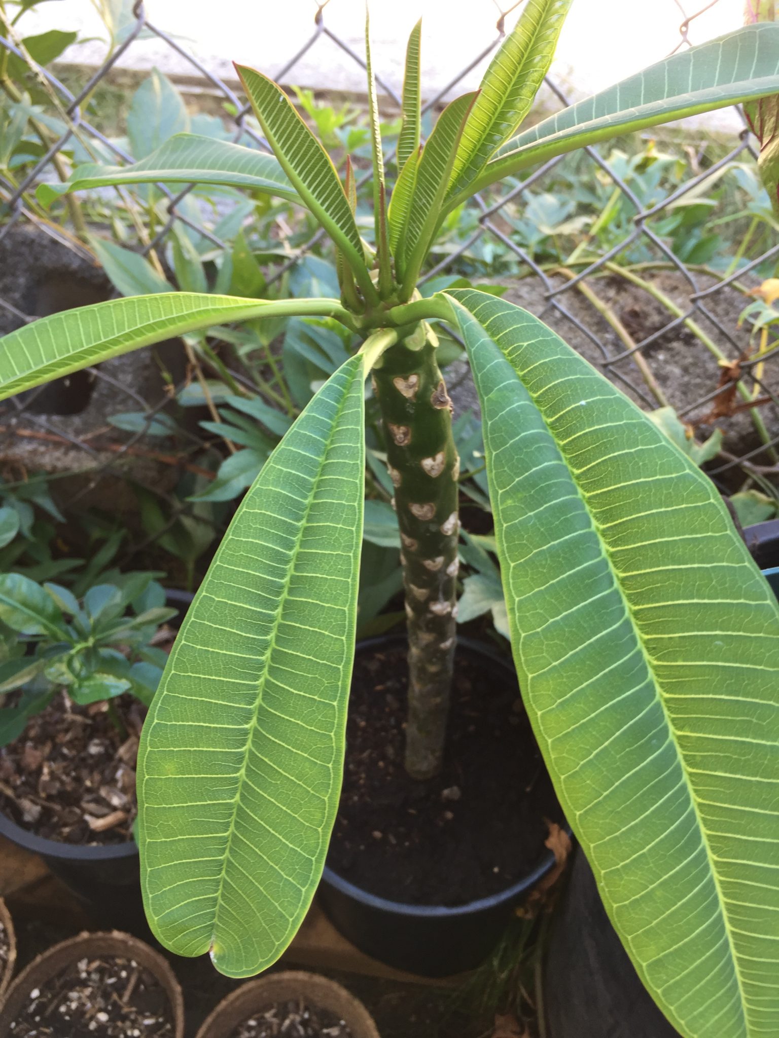 Plumeria Tree (cuttings for planting) Organic Hawaii