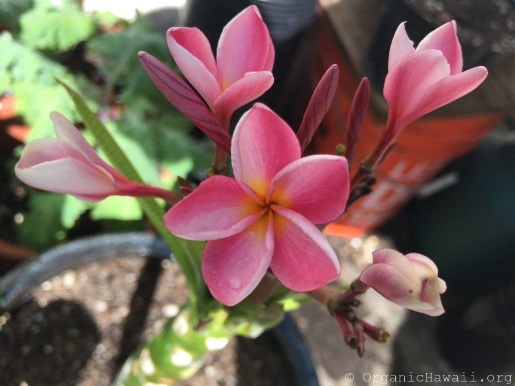 Plumeria Tree (cuttings for planting) Organic Hawaii